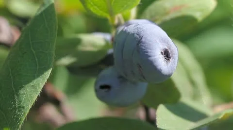 Honeysuckle close up Stock Footage 11906122