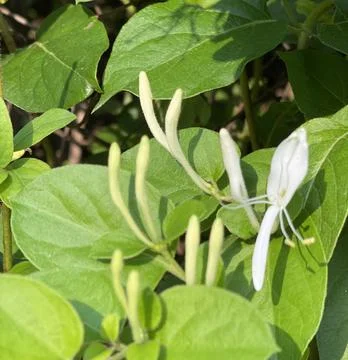 Honeysuckle Close-Up Stock Photos
