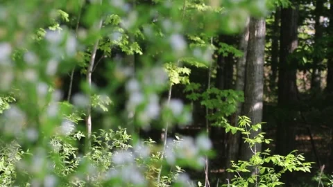 Honeysuckle Coming Into Focus Stock Footage 164698625