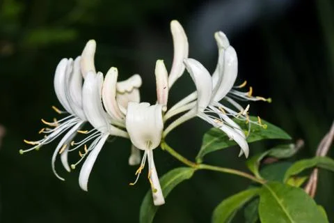 Honeysuckle in dark forest Stock Photos
