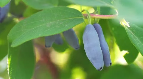 Honeysuckle edible Stock Footage 11498389