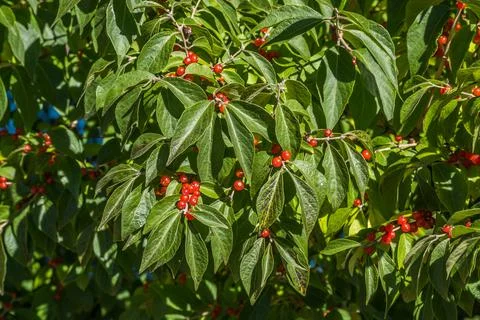 Honeysuckle in the fall Stock Photos