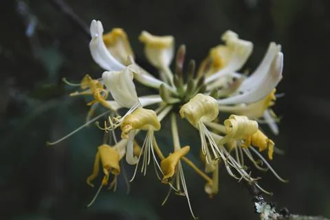 Honeysuckle flower Stock-Fotos