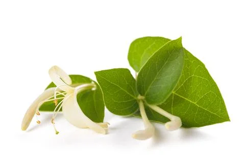 Honeysuckle flower Stock Photos