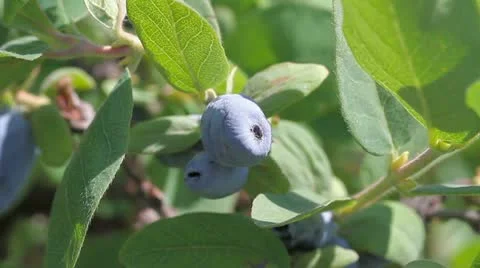 Honeysuckle Stock Footage