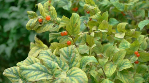 Honeysuckle Stock Footage 34955545