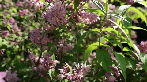 Honeysuckle in the garden Stock Footage 276830658