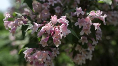 Honeysuckle in the garden Stock Footage 276830757