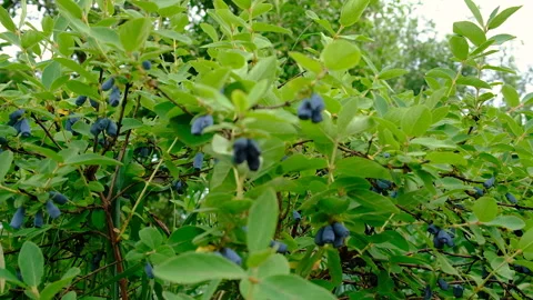 Honeysuckle in the garden. Selective focus. Stock Footage 317911322