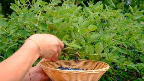 Honeysuckle growing in the garden. Selective focus. Stock Footage 317403691