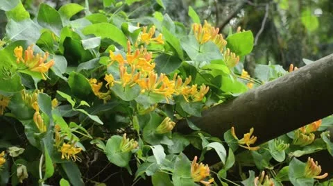 Honeysuckle (Lonicera) Stock Footage 14619553