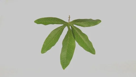 Honeysuckle (Lonicera 'Lemon Queen') leaf  Video stock 83235264