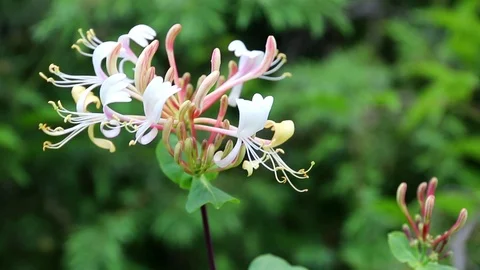 Honeysuckle in nature. Stock Footage 109559074