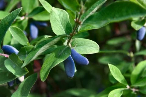 Honeysuckle 库存照片