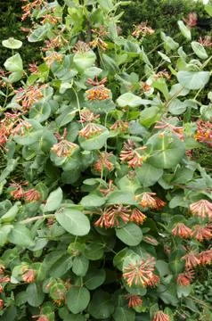 Honeysuckle Stock Photos