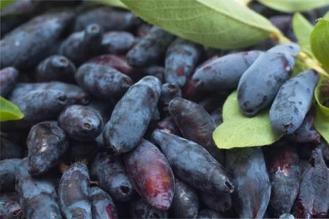 Honeysuckle 스톡 사진