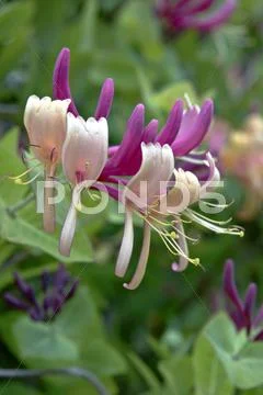Honeysuckle Stock Photos