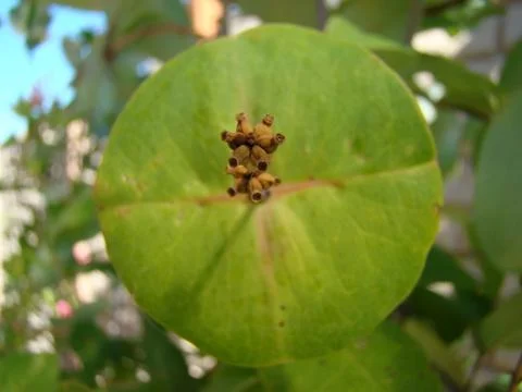 Honeysuckle Stock Photos