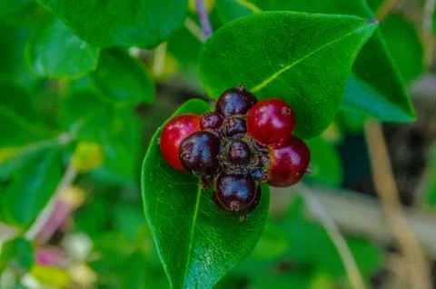 Honeysuckle Stock Photos