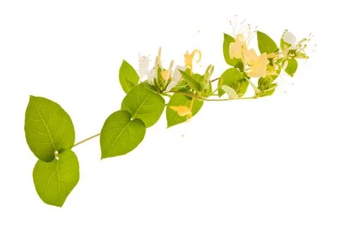Honeysuckle Stock Photos
