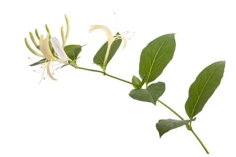 Honeysuckle Stock Photos