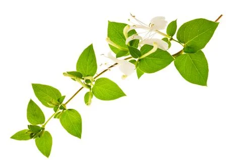 Honeysuckle Stock Photos