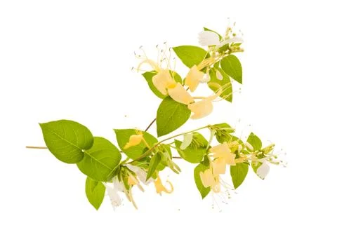 Honeysuckle Stock Photos
