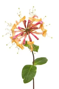 Honeysuckle Stock Photos