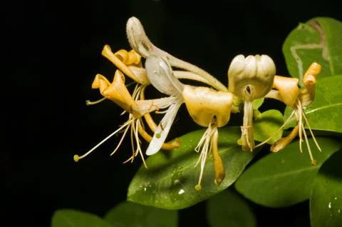 Honeysuckle Stock Photos