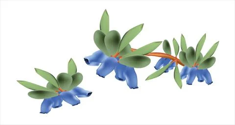 Honeysuckle plant Stock Illustration
