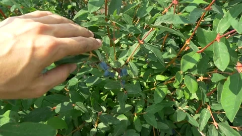 Honeysuckle on the plantation. Stock Footage 335240637