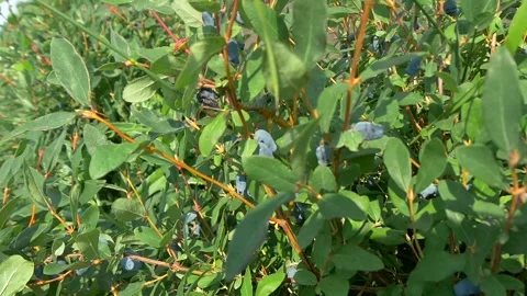 Honeysuckle on the plantation. Stock Footage 335240694