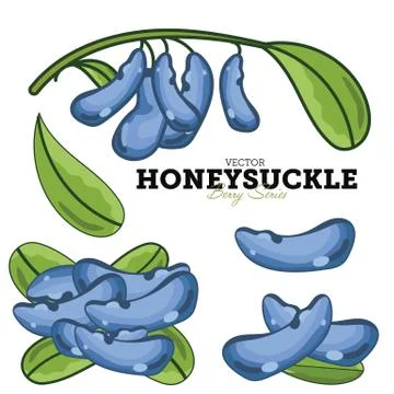 Honeysuckle Set, Vector. Stock Illustration