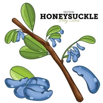 Honeysuckle Set, Vector. Stock Illustration