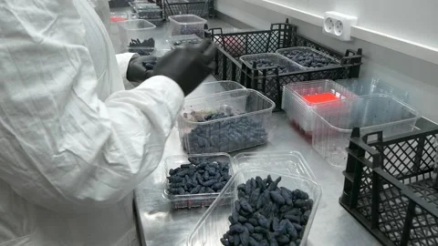 Honeysuckle sorting. Stock Footage 335239960