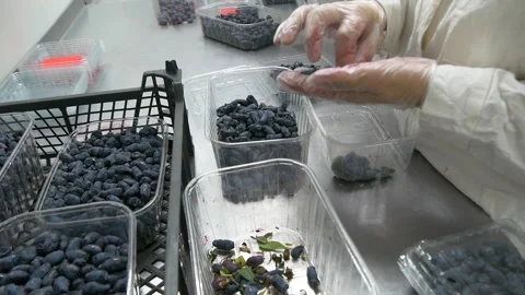 Honeysuckle sorting. Stock Footage 335240160