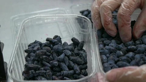 Honeysuckle sorting. Vidéo 335240205