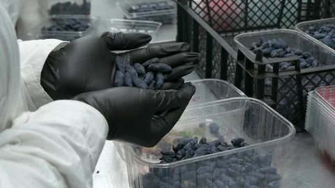 Honeysuckle sorting. Stock Footage 335240734