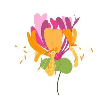 Honeysuckle vector drawing branch with pink flowers and green leaves Stock-Illustration