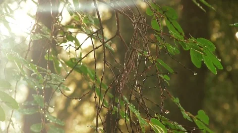 Honeysuckle with Water Drops Видео 76402840