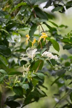 Honeysuckles Stock Photos