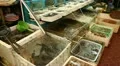 Hong Kong Market Street, Meat, Fruits, Clothes, Fish, Vegetables, Chinese HD Footage
