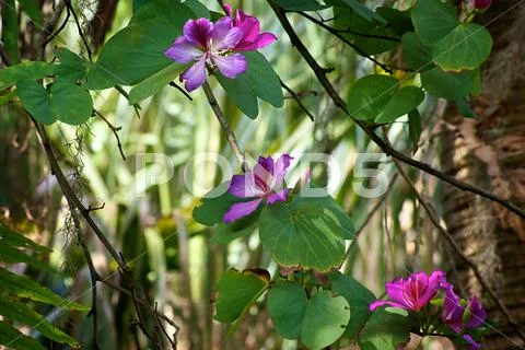 Hong kong orchid Stock Photos