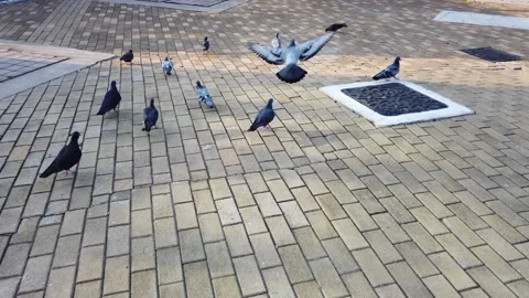 Hong Kong Tai Kok Tsui Chasing Pigeon on the Floor Video stock 228721853