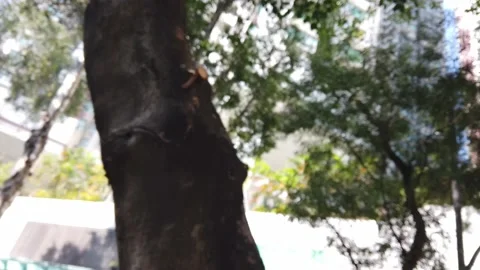 Hong Kong Tree Peepul Tree Ficus religiosa 1 Video stock 228714192