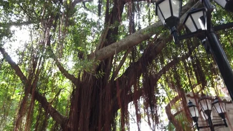 Hong Kong Tree Weeping Fig Ficus benjamina 1 Stock Footage 228714216