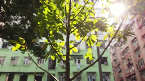 Hong Kong Tree White Jade Orchid Tree Michelia x alba 1 Stock Footage 228714213