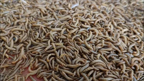 Hongkong caterpillars 스톡 동영상 253835537