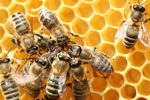 Honigbienen kommunizieren miteinander Honigbienen kommunizieren miteinande... Stock Photos