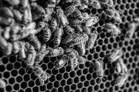 Honney bee comb blac&amp;white 库存照片